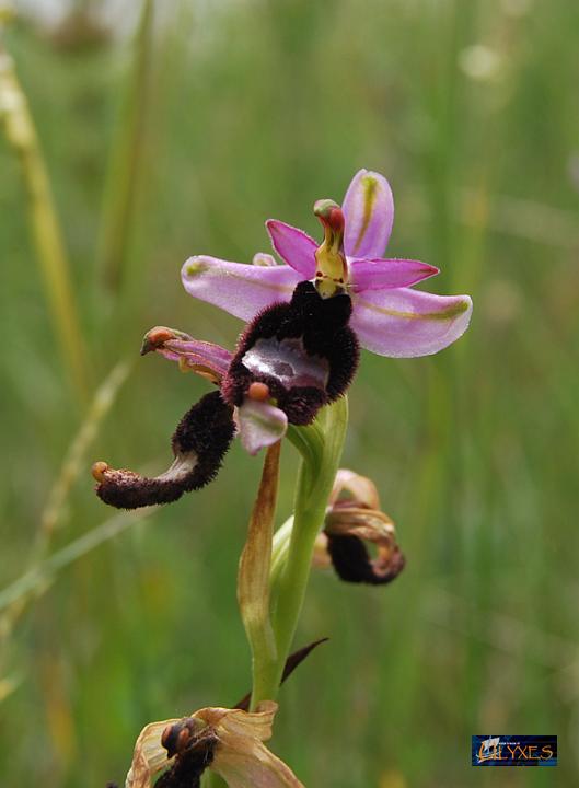 ophrys fuciflora.JPG